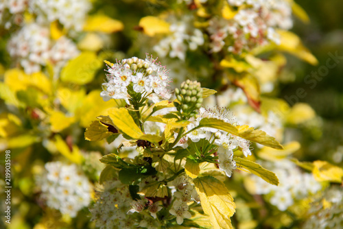 yellow bush with white flowers