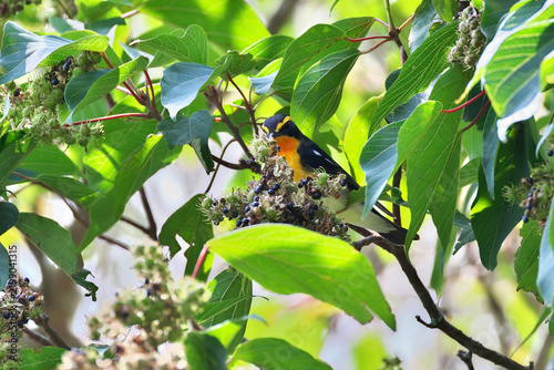 Фотография Narcissus Flycatcher looking for ripe fruits of Japanese Mallotus, which is very