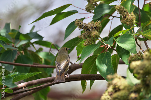Картината върху платно Narcissus Flycatcher looking for ripe fruits of Japanese Mallotus, which is very