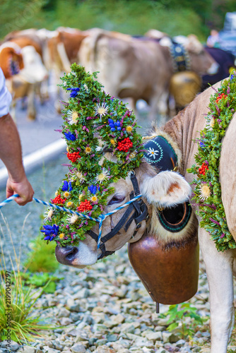 Viehscheid - Kranzkuh - Tracht - Allgäu - Brauchtum - Obermaiselstein