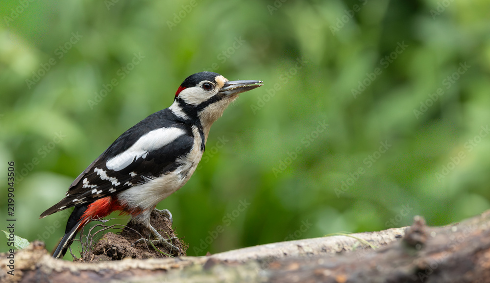 Fototapeta premium Male Great Spotted Woodpecker Perched on Mossy Log in Green Forest Habitat, Side Profile Shot