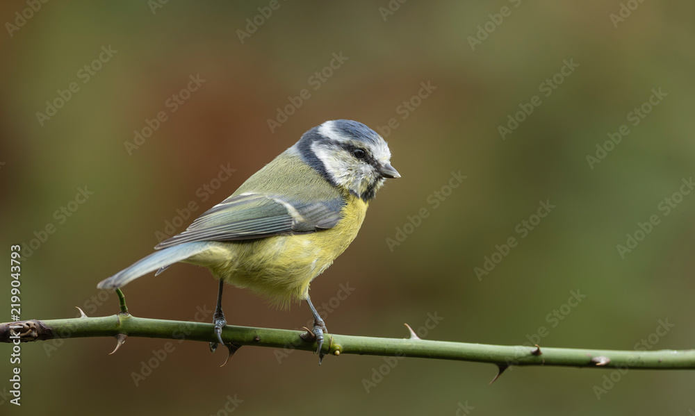Obraz premium Blue Tit Perched on Thorny Branch in Soft Green Woodland Background — Close-Up Wildlife Portrait