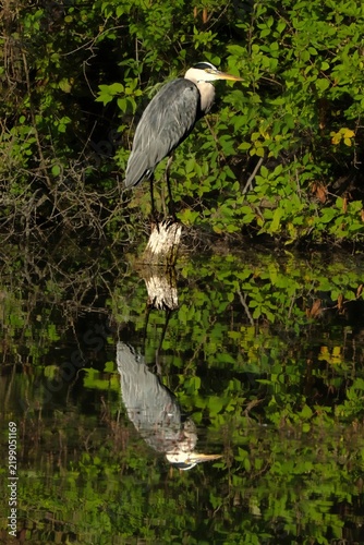 Fotografie grey heron (Ardea cinerea)