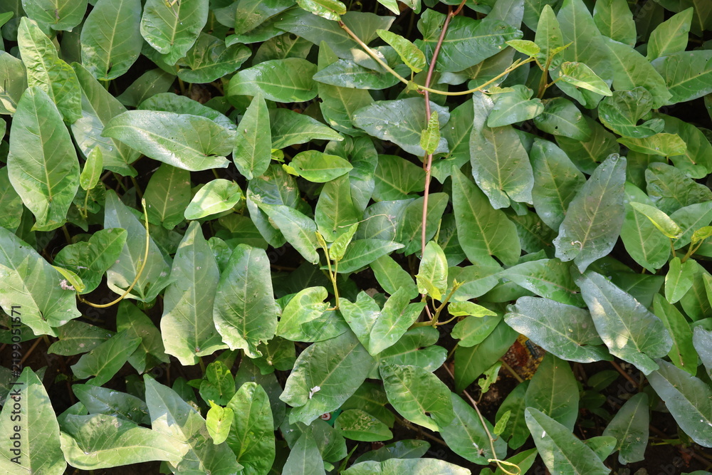 Fototapeta premium Fresh water spinach growing lushly in tropical soil