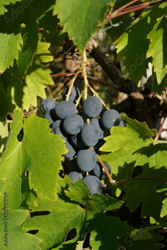 Vertical shot of fresh dark purple grapes growing on the vine surrounded by green foliage. Organic autumn harvest macro for eco farming market advertising, sommelier event and wine tasting invitation.