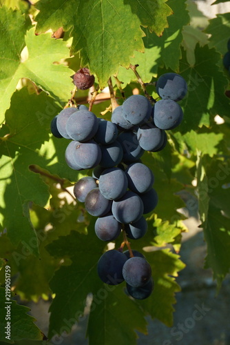 Vertical close up of ripe purple grapes with natural powdery bloom hanging on the vine. Traditional autumn vineyard harvest in bright sunlight. Agricultural macro for winery brochure and menu design.