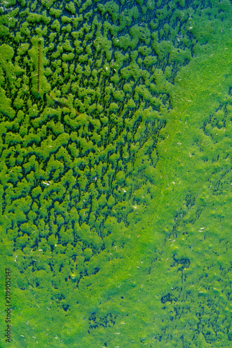 ABSTRACCIÓN DE RESTOS VEGETALES SOBRE EL AGUA