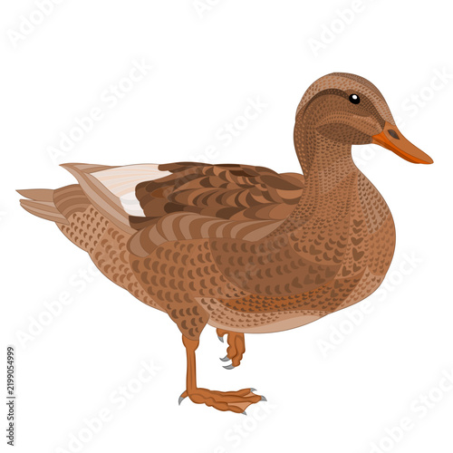 Duck Mareca strepera watercolor vintage on a white background vector illustration editable hand draw