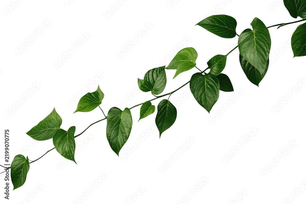 Fototapeta premium Curved Green Vine Branch with Leaves