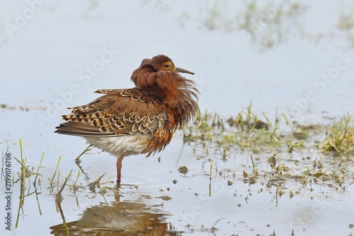 Ruff (Philomachus pugnax), adult male in splendid plumage with erect ruff, courtship display, standing in shallow water in the moor, imposing behaviour, snipe birds, wildlife, Ochsenmoor, Naturpark Dümmer See, Hüde, Lower Saxony, Germany