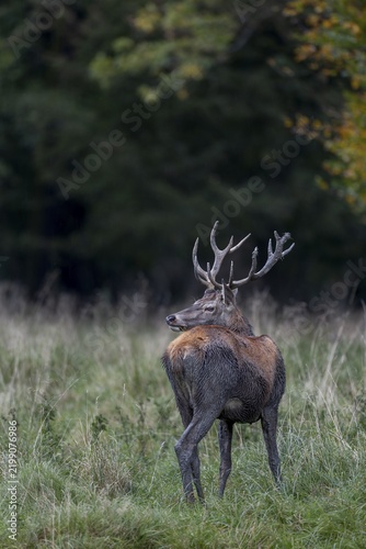 This red deer (Cervus elaphus) was wallowing somewhere in the forest a few minutes ago, mud baths are an important part of the life of this species, wallowing, rut, rutting season, Denmark