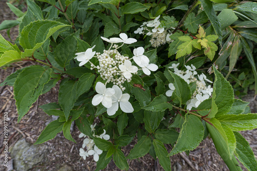 White wild hydrangea blooming in a summer forest in Shirakami Akita