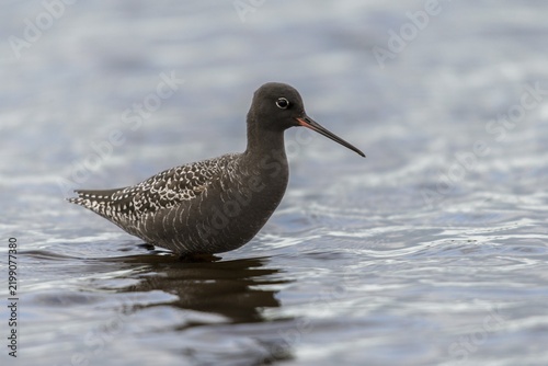 Dark water strider, spotted redshnak, tringa erythropus, birds, charadriiformes, limikolen, snipe birds, scolopacidae, transitory plumage, birds, waders, transitional dress