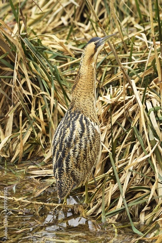 Eurasian bittern (Botaurus stellaris), camouflaged standing on the edge of the reed, Switzerland
