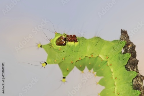 Indian luna moth (Actias selene), caterpillar, captive, occurrence in Asia