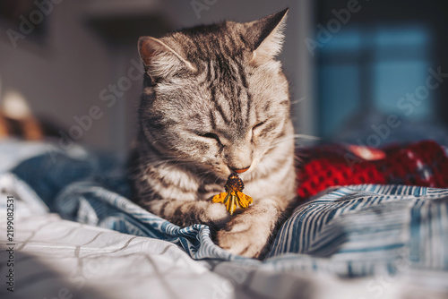 Quadro su tela Curious cat plays with a vibrant flower in a cozy indoor setting