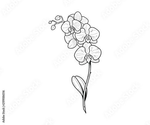 Black and white line drawing of a beautiful orchid flower