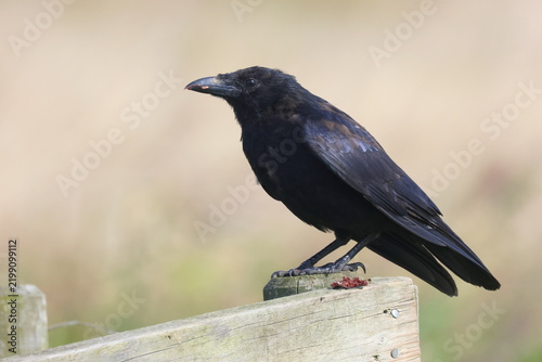 Картината върху платно Carrion Crow, Corvus corone, perched on a post. Suffolk, England.
