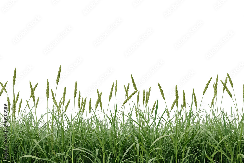 Fototapeta premium Tall meadow grass border isolated on transparent background