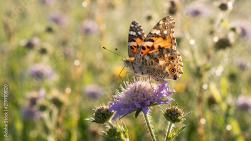 Macro Shot of Painted Lady Butterfly Resting on Purple Flower in Meadow
