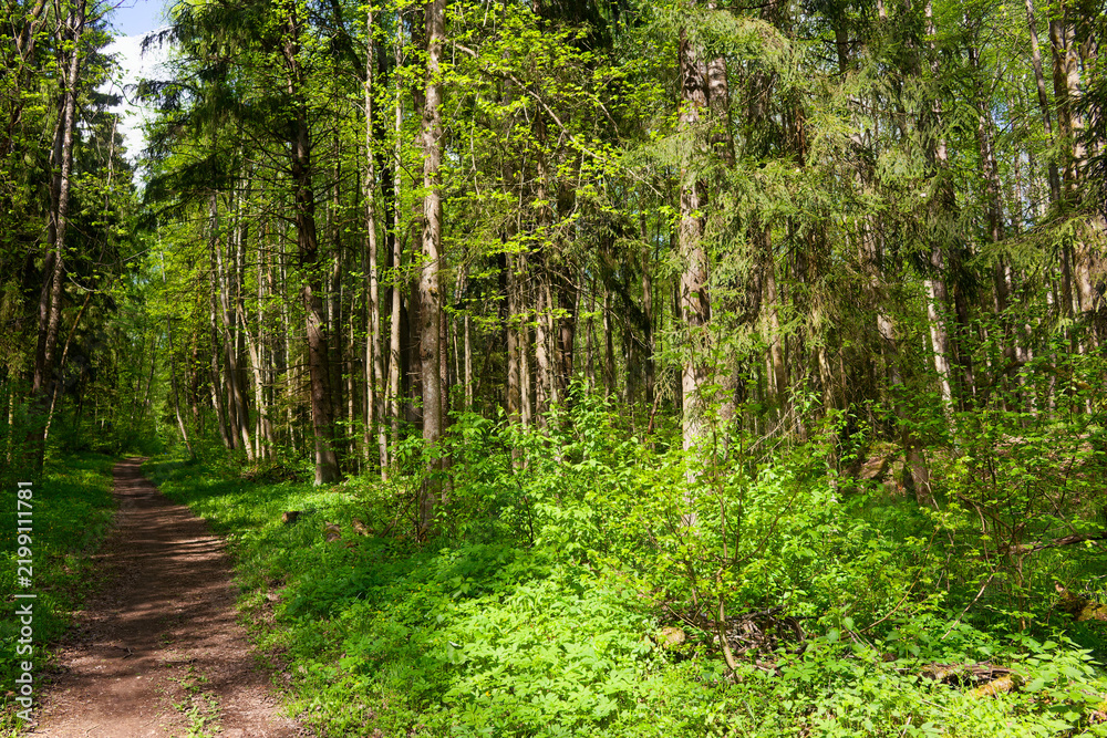 Obraz premium Sunlight pierces through lush green canopy along a charming dirt trail winding deep into an enchanted spring woodland wilderness