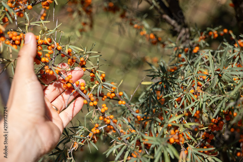 Canvastavla Hand holding a thorny sea buckthorn branch covered with ripe orange berries, showing manual harvesting of vitamin-rich fruit in a sunny garden with natural copy space