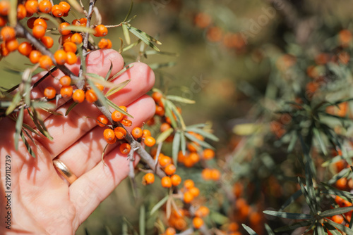 Canvastavla Hand holding a thorny sea buckthorn branch covered with ripe orange berries, showing manual harvesting of vitamin-rich fruit in a sunny garden with natural copy space