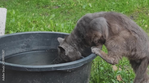 Adorable long haired cat lapping water from a container outdoors. The thirsty feline balances with a paw on the edge of the tub