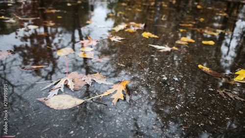 Cold water puddle contains colorful maple leaves on urban street. Autumn foliage shines under daylight. Natural reflection creates abstract seasonal background wallpaper.