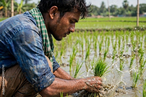 Young Bangladeshi farmer transplanting rice in water filled paddy field