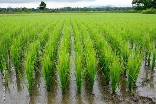 Green paddy field at sunset with warm lighting