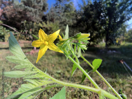  Wyraźnie wyeksponowany żółty kwiat  pomidora (*Solanum lycopersicum*) widoczny jest pośród zielonych łodyg i liści. Ten pięciopłatkowy kwiat wyróżnia się na tle skąpanego w słońcu ogrodu.