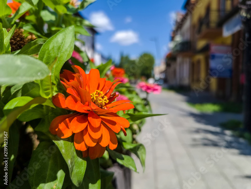 Cynia wytworna (*Zinnia elegans*) o czerwonych kwiatach kwitnie w betonowej donicy przy miejskiej ulicy w słoneczny letni dzień. Roślina wyróżnia się intensywną czerwienią kwiatów.