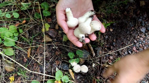 Filling hand with wild puffball mushrooms during foraging, Close Up