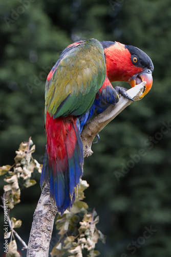 A vibrant Black-capped lory, Lorius lory, perches on a bare branch. It showcases a black crown, deep red plumage, moss-green wings, and a striking blue tail
