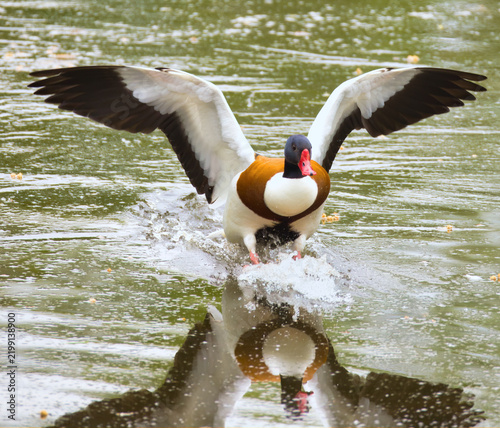 A Common shelduck, Tadorna tadorna, lands dynamically on water with wings spread wide, creating a splash and a clear mirror reflection