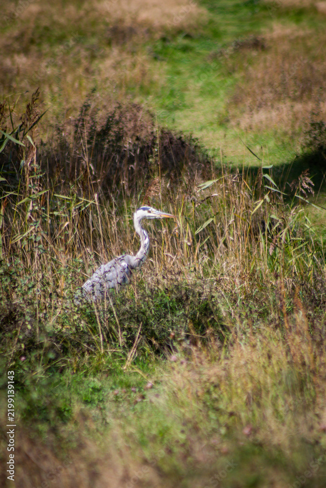 Fototapeta premium great blue heron