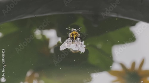 Close up shot of a lifeless bumblebee covered in yellow pollen, gently resting on the surface of a birdbath in a serene garden setting