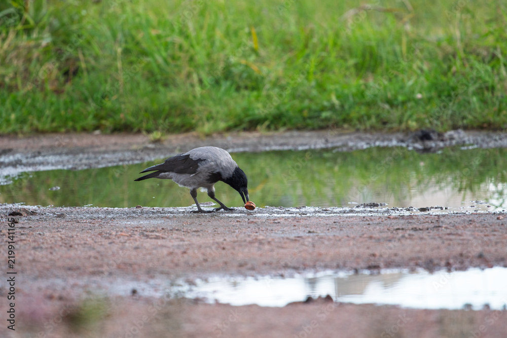 Fototapeta premium Hooded crow Corvus cornix walks in a mud water puddle looking for food on a grass background. Side view photo of a grey wild bird foraging and hunting for prey in a city park lawn, urban wildlife. 