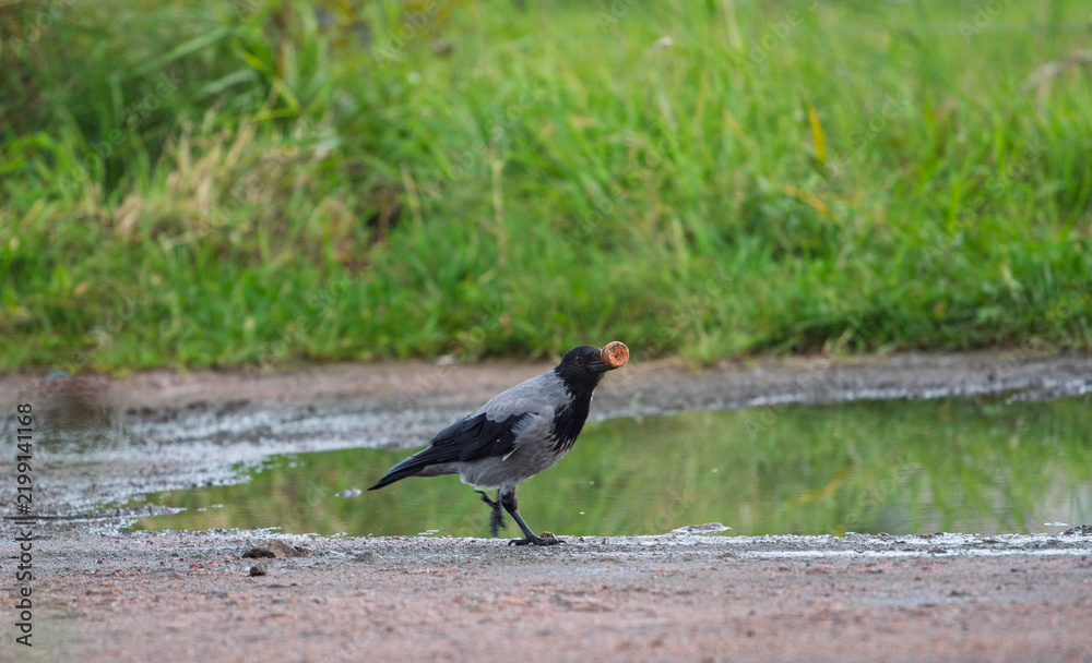Obraz premium Hooded crow Corvus cornix walks in a mud water puddle looking for food on a grass background. Side view photo of a grey wild bird foraging and hunting for prey in a city park lawn, urban wildlife. 