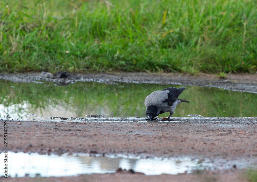 Obraz premium Hooded crow Corvus cornix walks in a mud water puddle looking for food on a grass background. Side view photo of a grey wild bird foraging and hunting for prey in a city park lawn, urban wildlife. 