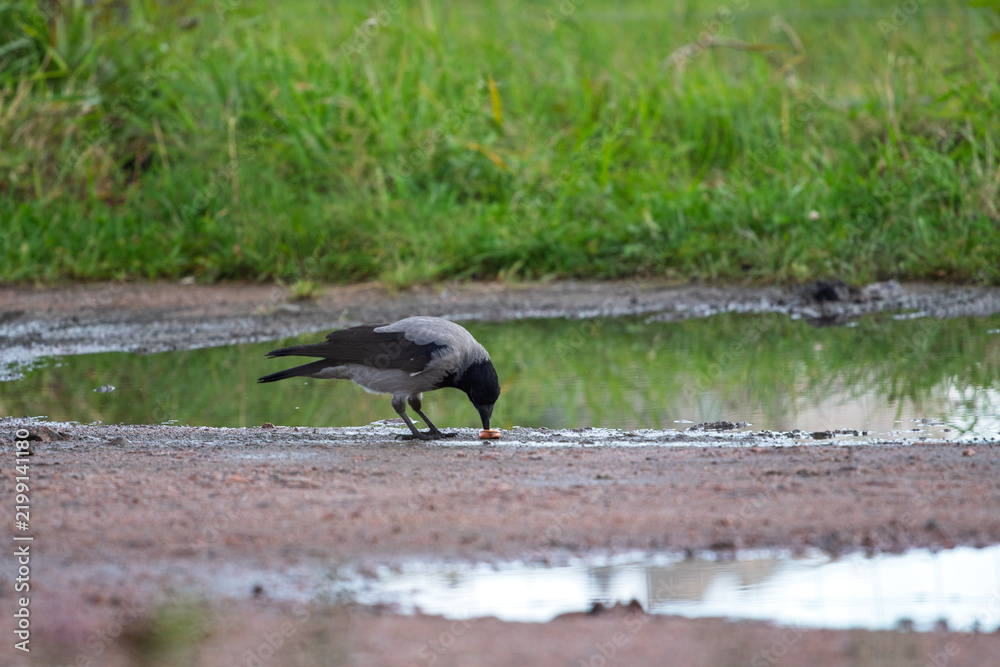 Obraz premium Hooded crow Corvus cornix walks in a mud water puddle looking for food on a grass background. Side view photo of a grey wild bird foraging and hunting for prey in a city park lawn, urban wildlife. 