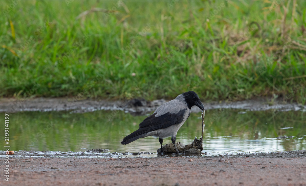 Obraz premium Hooded crow Corvus cornix walks in a mud water puddle looking for food on a grass background. Side view photo of a grey wild bird foraging and hunting for prey in a city park lawn, urban wildlife. 