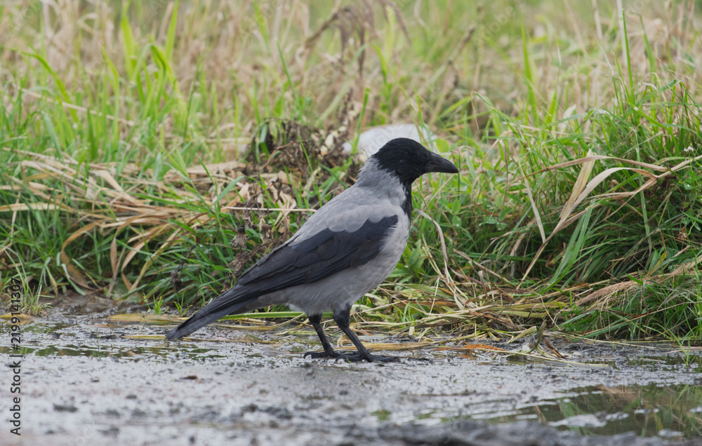 Obraz premium Hooded crow Corvus cornix walks in a mud water puddle looking for food on a grass background. Side view photo of a grey wild bird foraging and hunting for prey in a city park lawn, urban wildlife. 