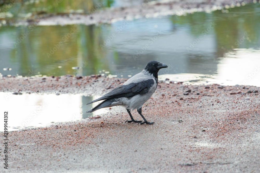 Obraz premium Hooded crow Corvus cornix walks on a wet dirt road between water puddles in a city park. Side view of a grey and black wild bird foraging outdoors, urban wildlife animal behavior. 