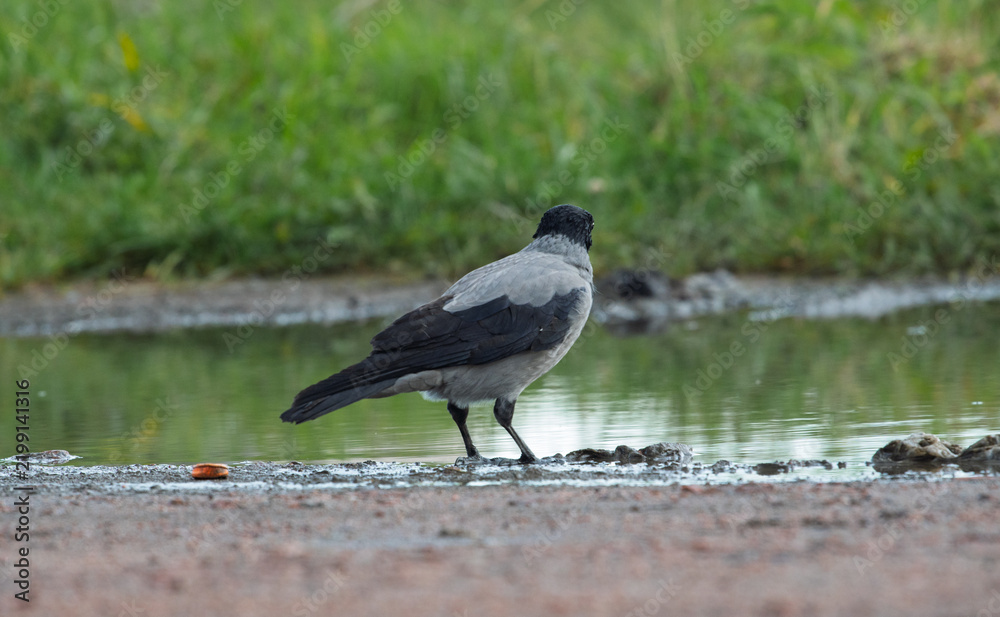 Obraz premium Wild hooded crow bird Corvus cornix standing near a water puddle on the ground. European smart grey and black raven lookalike reflecting in a clear puddle mirror surface outdoors. Wildlife animal. 
