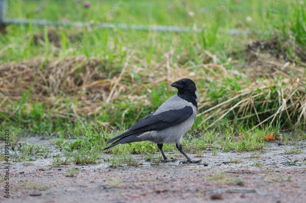 Obraz premium Hooded crow Corvus cornix walks in a mud water puddle looking for food on a grass background. Side view photo of a grey wild bird foraging and hunting for prey in a city park lawn, urban wildlife. 