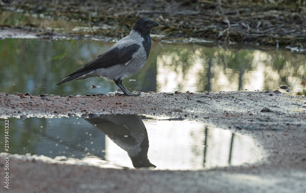 Obraz premium Hooded crow Corvus cornix stands on a dirt road between water puddles with a clear symmetrical mirror reflection. Side view of a grey wild bird in a city park, urban wildlife behavior, intelligent. 
