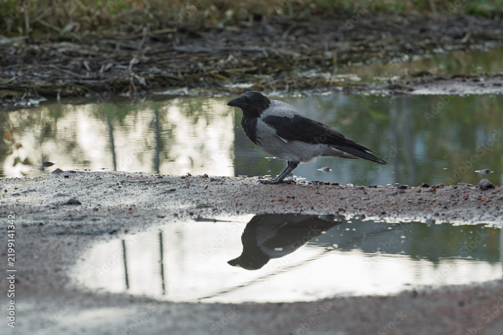 Obraz premium Hooded crow Corvus cornix stands on a dirt road between water puddles with a clear symmetrical mirror reflection. Side view of a grey wild bird in a city park, urban wildlife behavior, intelligent. 
