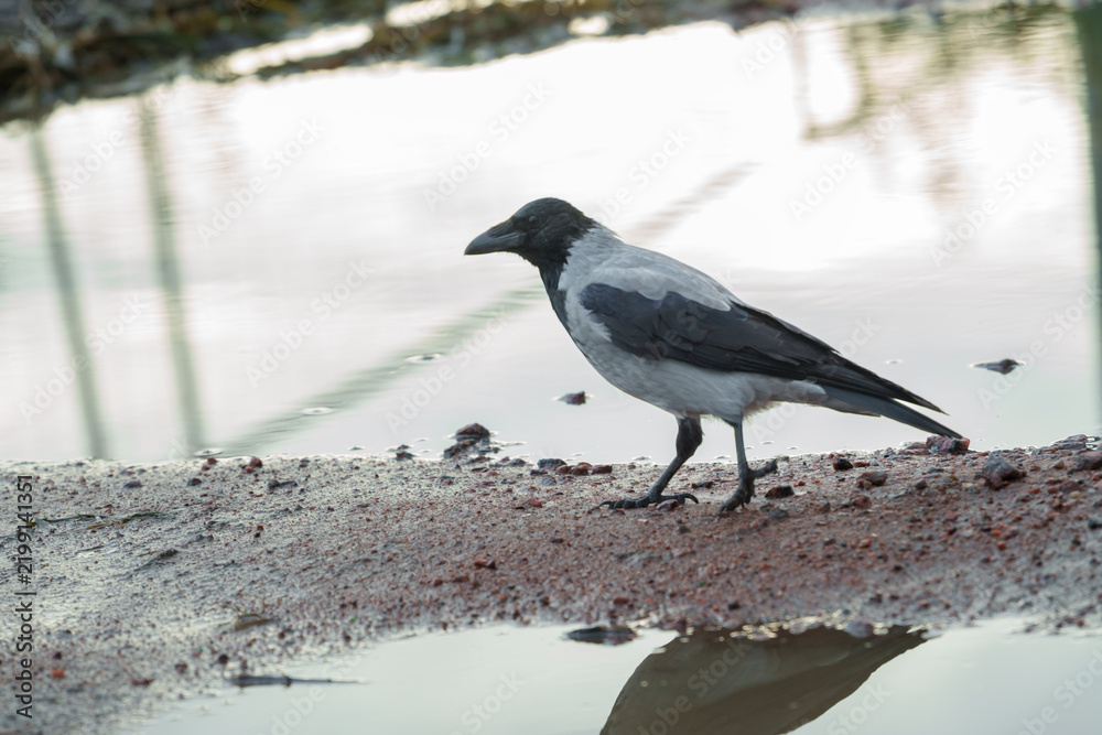Obraz premium Wild hooded crow bird Corvus cornix standing near a water puddle on the ground. European smart grey and black raven lookalike reflecting in a clear puddle mirror surface outdoors. Wildlife animal. 